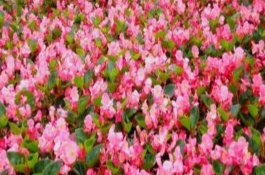 花期较长的花卉有哪些