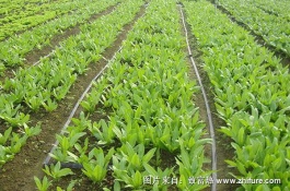 如何浇水油麦菜不容易得霜霉，油麦菜如何防治霜霉病