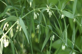 广东种什么药材最赚钱