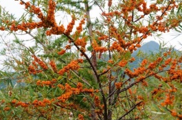 河南三门峡市有哪些特产