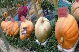 什么样的南瓜居然能卖到100块一斤，巨型南瓜好种吗