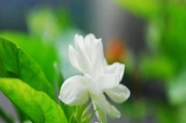 茉莉花的种植技术，品种的选择