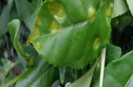 茶树病害图片及防治，茶树的种植方法和管理