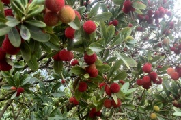 湖南冷水江市有哪些特产