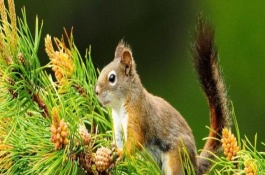 松鼠尾巴作用有哪些,松鼠怎样作为宠物饲养