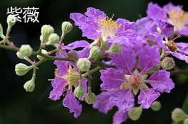 如何开始种花，种植花卉需注意的方面