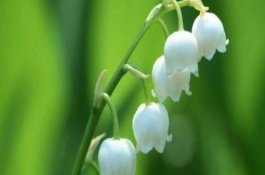 玲兰花种植方法和时间，铃兰花一般是什么季节开花