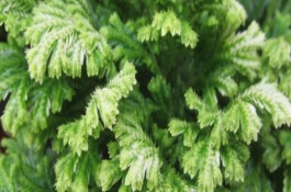 珊瑚蕨与翠云草的区别，珊瑚蕨和翠云草各自的生活习性