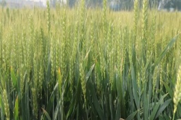 华为305小麦品种介绍，华伟305特征特性