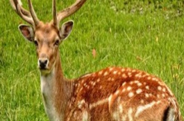 养殖梅花鹿真的赚钱吗，养梅花鹿投资多少钱