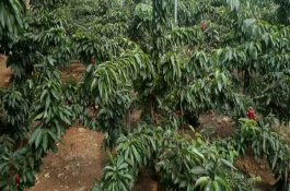 樱桃的主要产地在哪里,好吃的车厘子品种