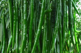 线椒和二荆条区别，辣椒的生长习性