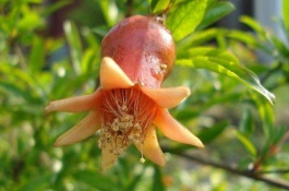 软籽石榴产地在哪里，好吃的软籽石榴品种