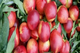 中油4号油桃品种介绍，中油4号油桃生育期为74天左右