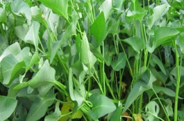 空心菜无土栽培方法，种植空心菜营养液如何配