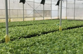 农村没人注意的暴利行业有哪些，花卉苗木出售