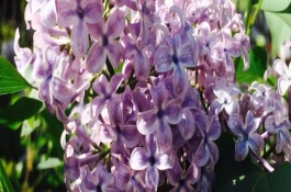 秦杏一斤多少钱，秦杏种植前景分析