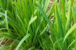 韭菜什么时候播种，韭菜有哪些播种期