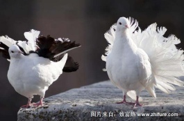 鸽子缺钙的症状是什么，鸽子应该怎么补钙