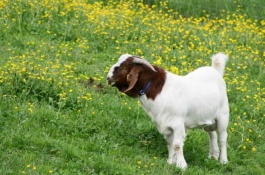 波尔山羊养殖技术和技术要点是什么,母羊的补料