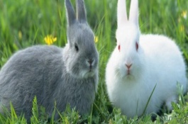 养殖兔子有哪些注意事项，肉兔养殖有什么注意事项