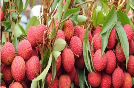 荔枝是哪里的特产，荔枝是哪里的特产