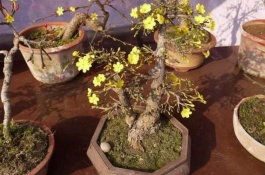 迎春花的产地在哪里，迎春花有哪些品种