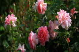 北京适合种什么品种的花和竹子，北京适合种什么竹子