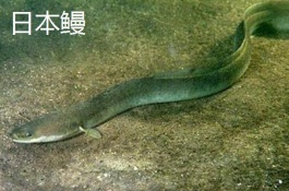 鳗鱼的价格是多少，白鳝的市场价格白鳝由于其肉质鲜美