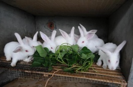 蚯蚓怎么养，蚯蚓富含丰富的蛋白质