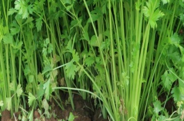 芹菜地里的除草剂，移栽田除草及注意事项