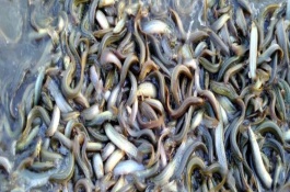 南美对虾能和泥鳅混养吗