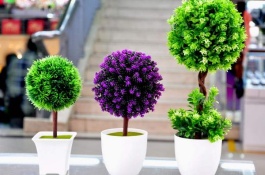 养了十几年的橘子树盆栽从来没有结过果,是什么原因造成的,种植管理不当