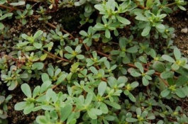 为什么黑花很少见,黑色花为什么少见