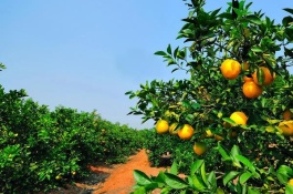 橙子排名最好,最好吃的橙子排名