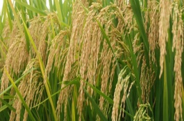 鸿鹏158水稻品种介绍，鸿鹏158水稻生育期为134天