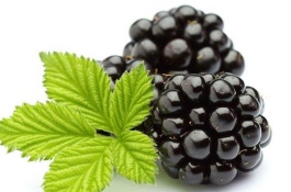 黑莓现在的价格是多少,黑莓种植前景分析