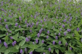 园艺资料主要分为哪些类型，园林养护品