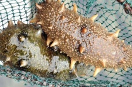 土耳其参产地在哪里，海参有哪些品种