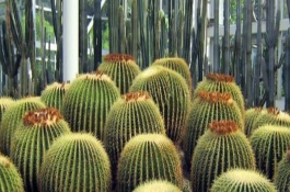 防辐射的室内植物有哪些，防电脑辐射的注意事项