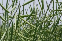 油菜籽产地在哪里，盛产油菜籽的地方有哪些