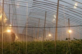 温室土豆一年可以种几茬，大棚土豆种植需注意几点