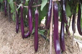 种植蔬菜时，小苏打真的可以用作农药吗