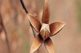 香椿苗在哪里卖，香椿苗哪里有卖