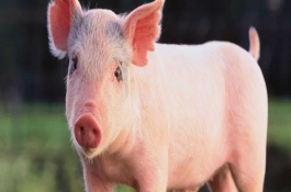 一般一头猪要养多久出栏，一般猪出栏多少斤