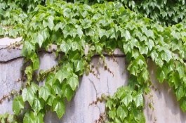 爬山虎种子怎么种，种植爬山虎