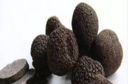 黑松露种植技术，黑松露一般长在哪里