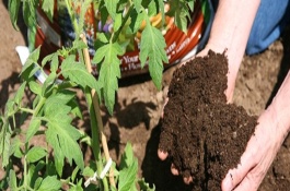 夏季选肥技巧有哪些，夏天施肥有什么注意事项