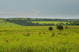 养牛麻烦还是养羊麻烦