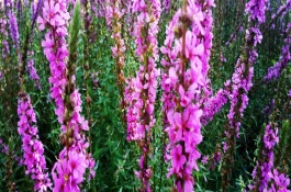 千屈菜怎么种，千屈菜的作用